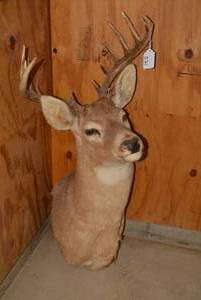 Deer shoulder mount...