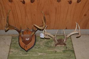 (2) Sets of deer antlers, one mount...