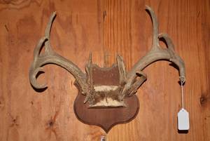 Mounted deer antlers...