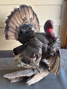 Genuine Taxidermy Turkey&nbsp