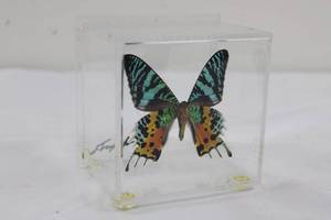 Framed Butterfly Specimen in Acrylic Display Block