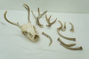 Skull and Antlers