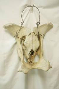 Skull and Hip Bones Wall Decor