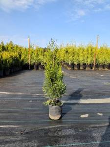 Emerald Green Arborvitae 2-3 height