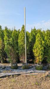 5-6 Emerald Green Shifters