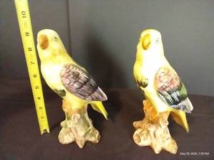 Italian Parrot Pair