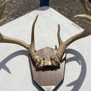 Antler Mount