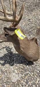 8 Point White Tail Buck
