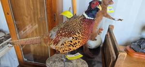 Pheasant Mount