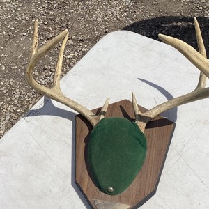 Antler Mount