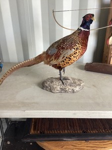 Pheasant Mount