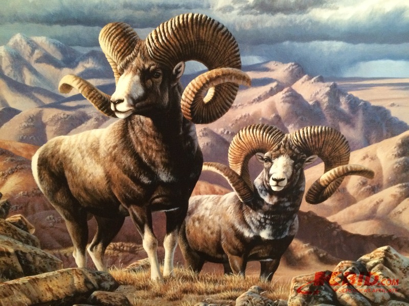 Canvas Painting - SheepRam Art   by Cynthie Fisher 450