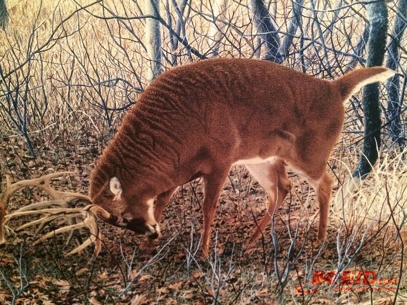 Canvas Painting - Whitetail Deer  by Patrick Gibbs # 200300