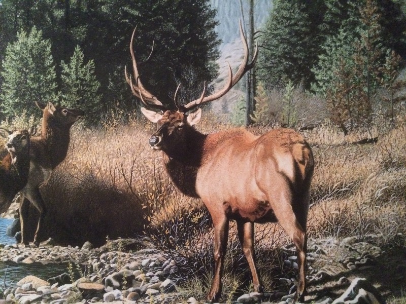 Canvas Painting - Rocky Mountain Elk  by Patrick Gibbs # 930