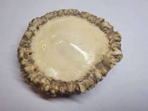 Natural Antler Belt Buckle