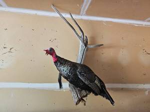 Full Body Turkey Taxidermy Mount on Driftwood Display