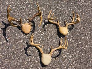 Collection of Deer and Antelope Antlers and Horn Mounts