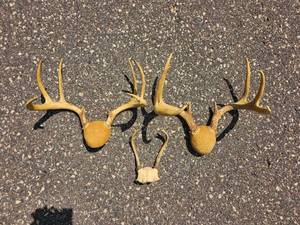 Decorative Deer Antler Mount Group