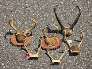 Large Decorative Deer Antler Mount Collection