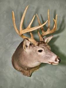 Taxidermy Whitetail Deer Shoulder Mount