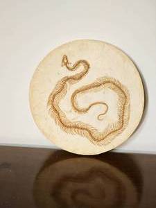 Round Fossil Snake Skeleton Wall Plaque