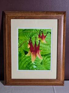 Framed Floral Photography Print