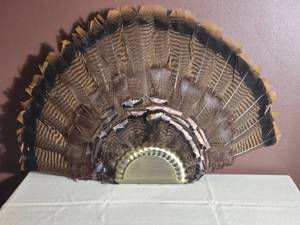 Mounted Turkey Feather Fan Display