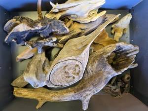 Lot of Drift Wood