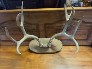 Wall Mount Antlers