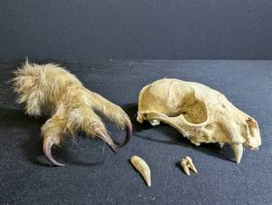 Animal Skull With Clawed Paw and Loose Teeth