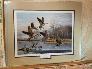 Framed & Signed 1982 Minnesota Waterfowl Stamp Print Canvasbacks by David A. Maass