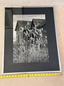 Framed Black-and-White Foxtail Grass Photograph - 20 X 27 in