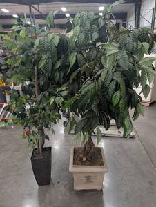 Artificial Ficus Trees in Planters (Lot of 2)