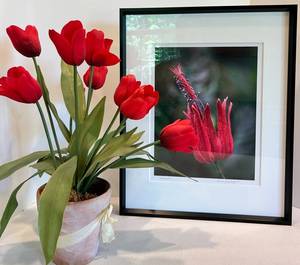 Signed Rising Tall Framed Photography Print & Faux Tulips