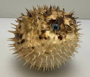 5 Taxidermy Puffer Fish (Very Cool)