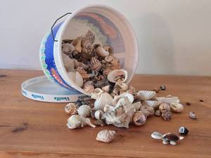 Lot of (1 Bucket) Sea Shells