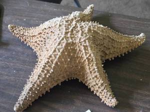 Star Fish 12 x 12 x 3 12