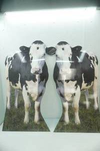 2 Holstien cut outs