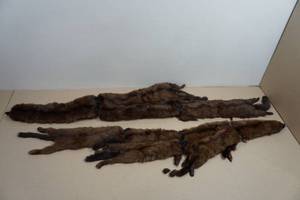 Vintage Animal Pelts