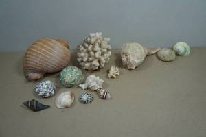 Seashells