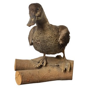 Rare Mounted Female Ruddy Duck Taxidermy Display