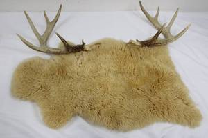 Deer Antlers and Hide