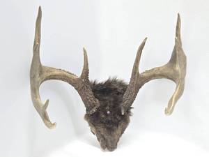 Larger Whitetail Deer Antler Mount