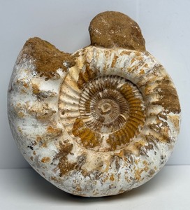 HUGE Genuine Ammonite Fossil