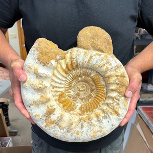 HUGE Genuine Ammonite Fossil