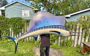 Excellent HUGE Wall Hanging Sailfish Display - 8 feet long