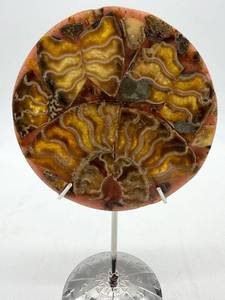 Polished Fossil Shell Mosaic Display on Stand