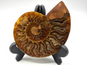 Polished Ammonite Fossil Display Piece on Stand