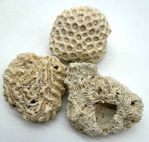 Coral Specimens (Lot of 3)