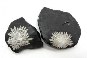 Chrysanthemum Stone Specimens (Lot of 2)